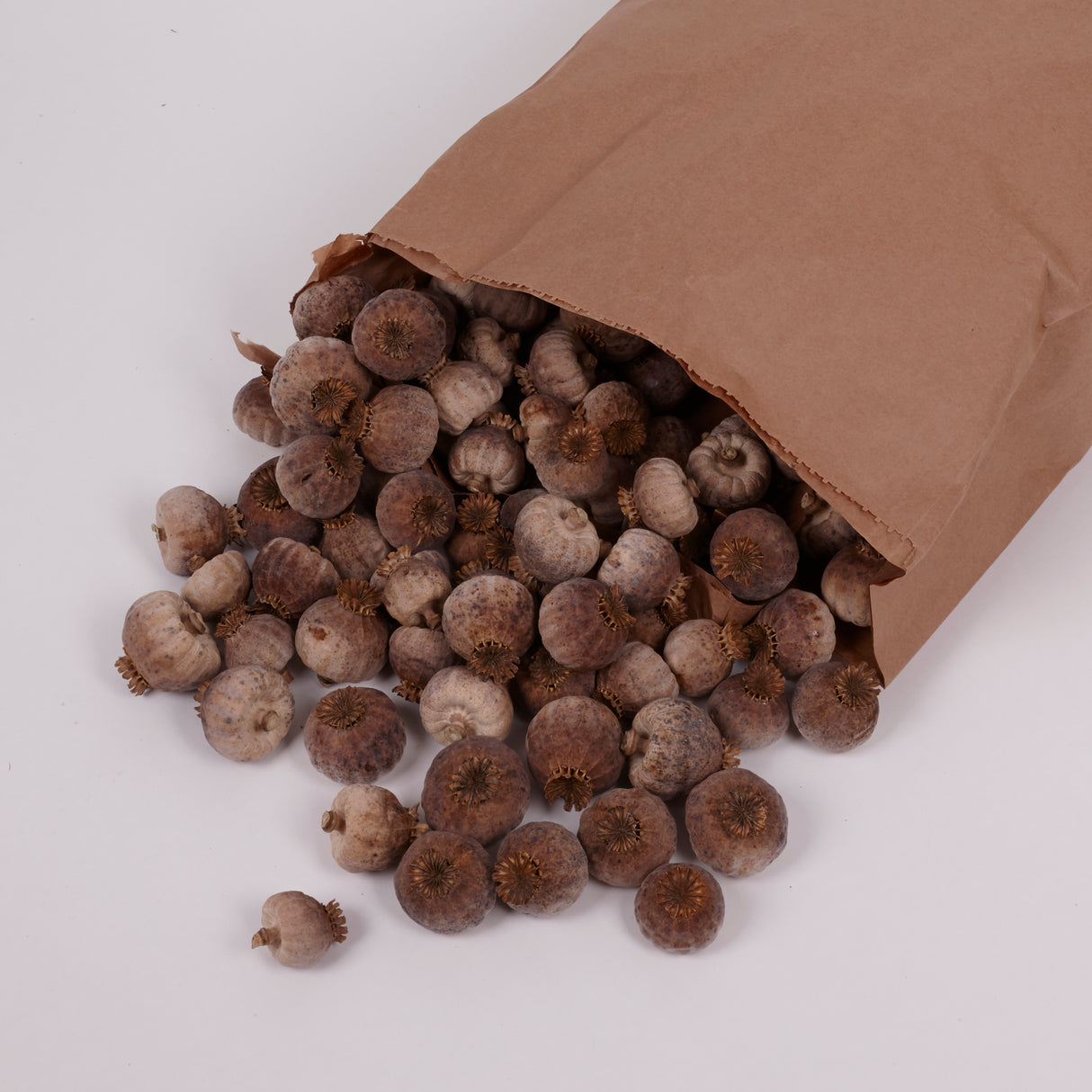 Austrian Poppy Pods (Seedless), (Papaver) - 500g Bag
