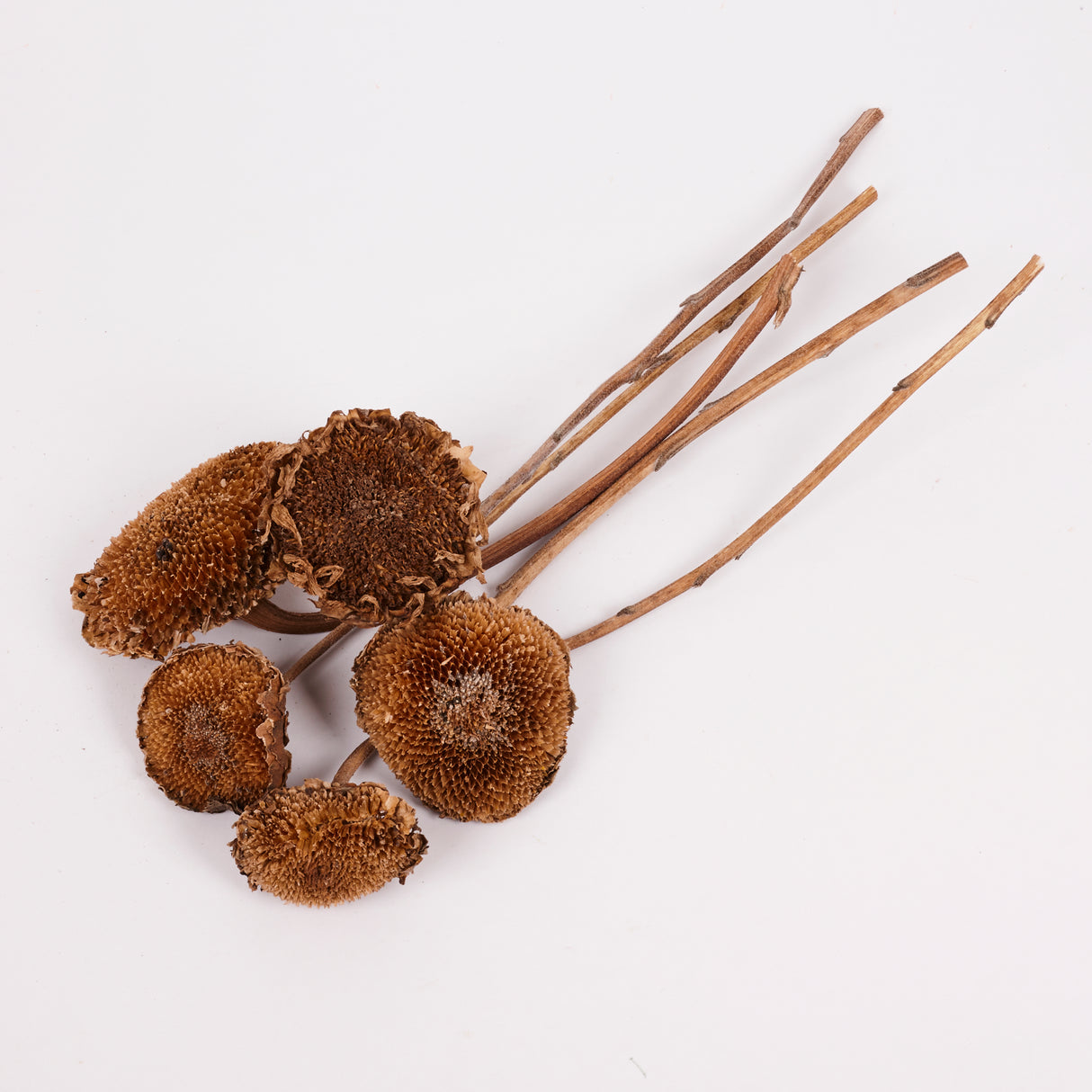 Sunflowers, Natural and Dried, Bunch x 5 Stems