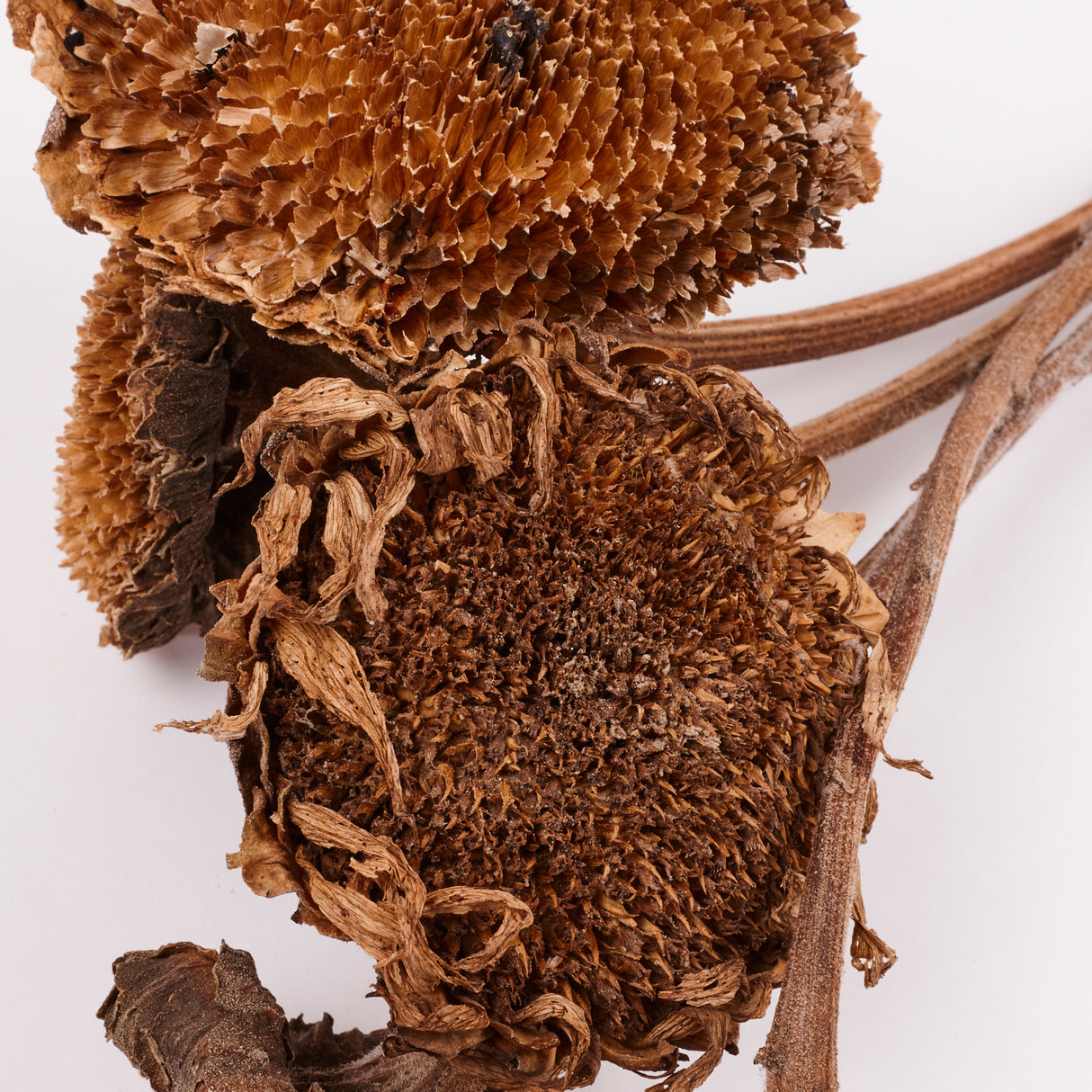 Sunflowers, Natural and Dried, Bunch x 5 Stems