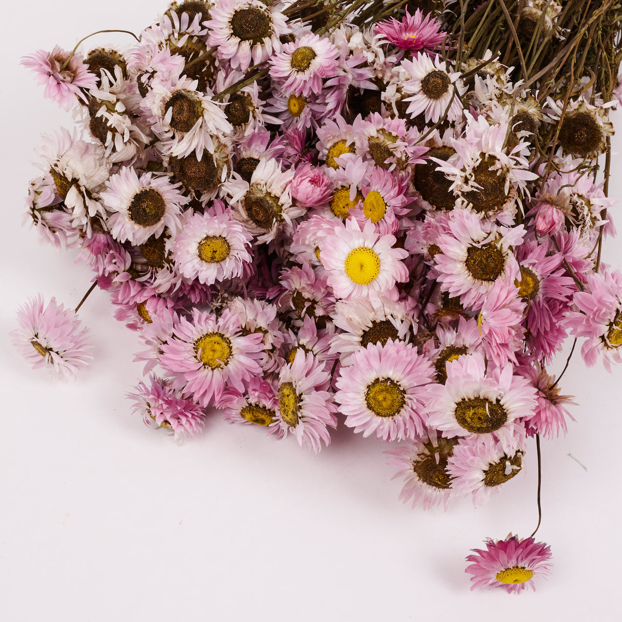 Acrolinium, Dried, Natural Pink / White Mix, Bunch