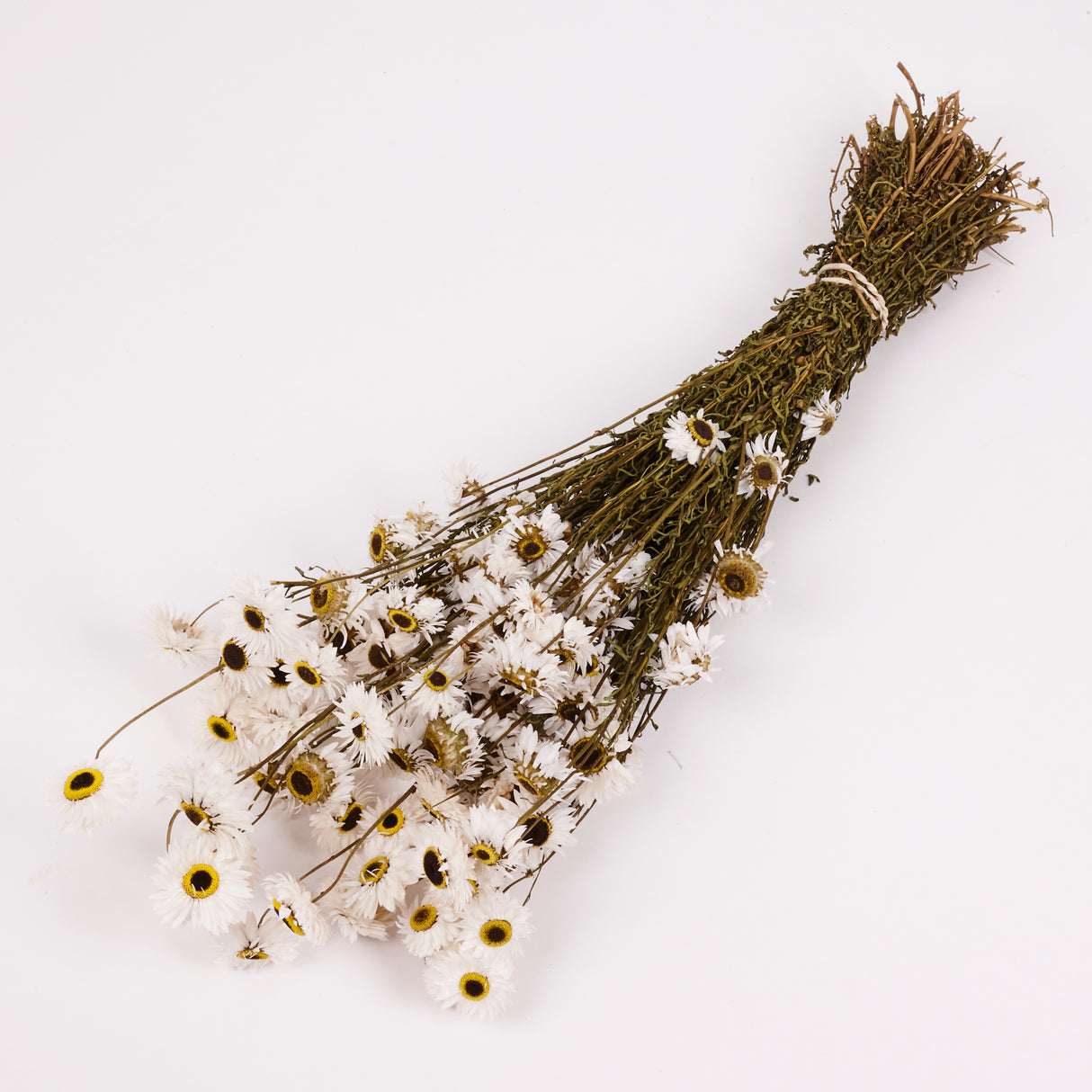 Acrolinium, Dried, Natural White, Bunch