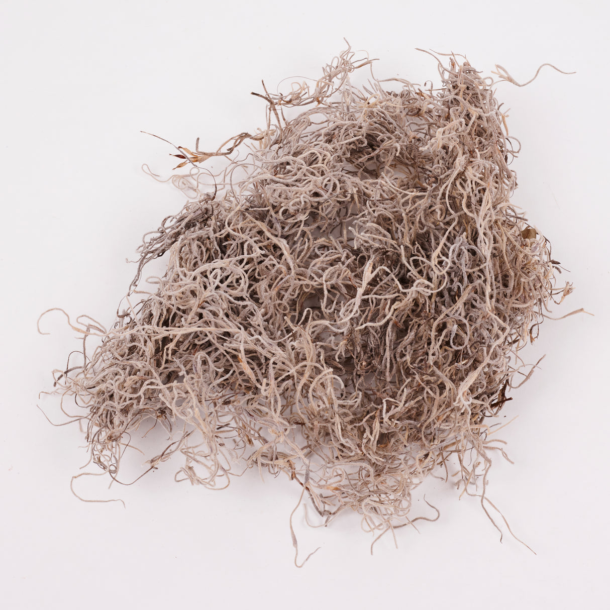 Forest Moss (Tillandsia), Preserved, Natural, 200g