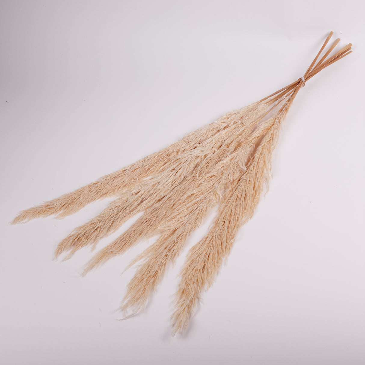 Pampas Grass, Preserved, White, Bunch