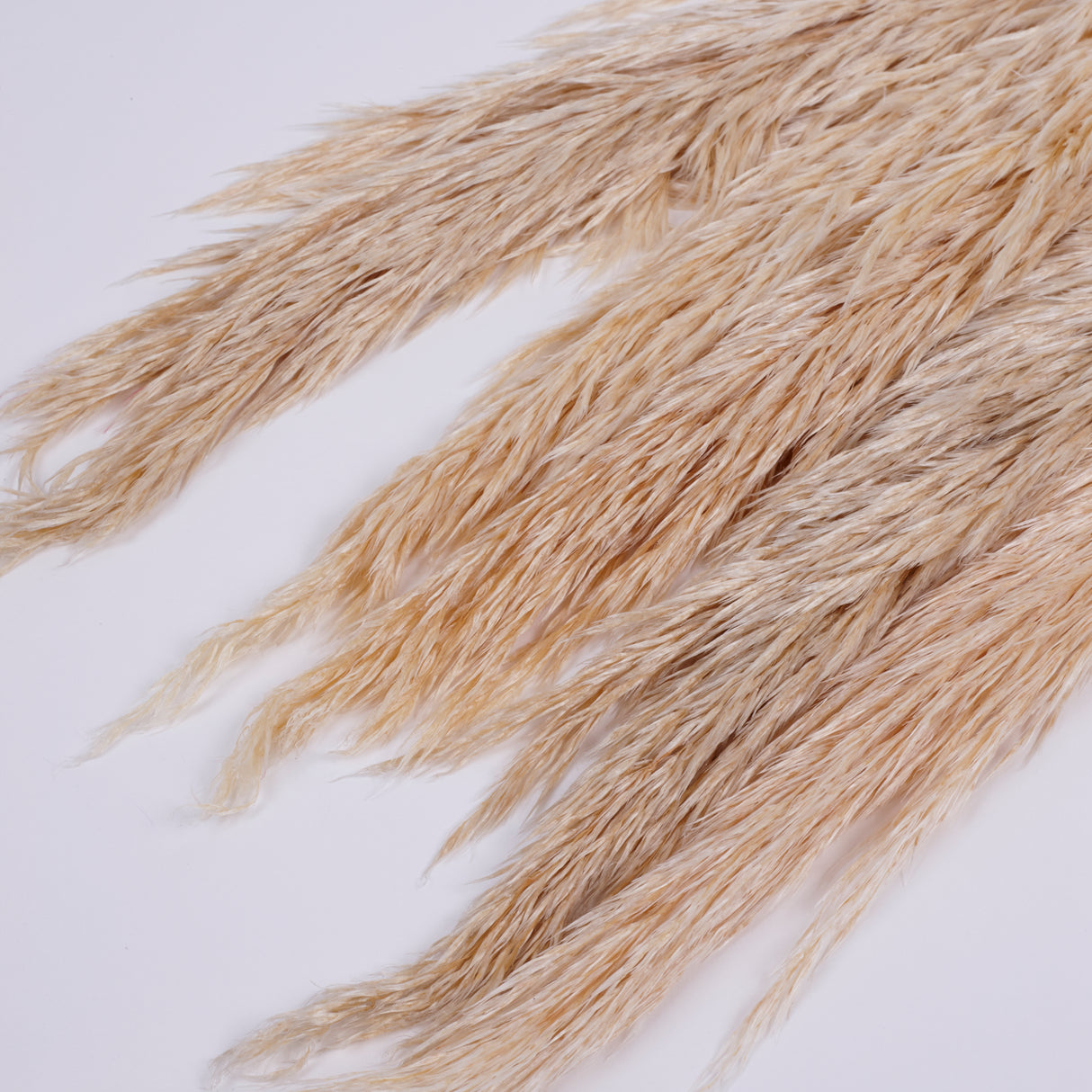 Pampas Grass, Preserved, Cream, Bunch
