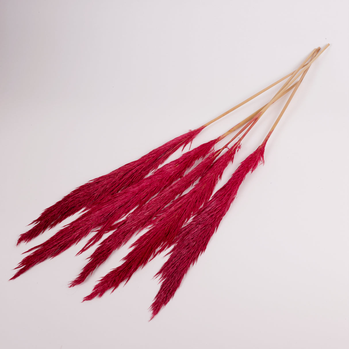 Pampas Grass, Preserved, Dark Pink, Bunch