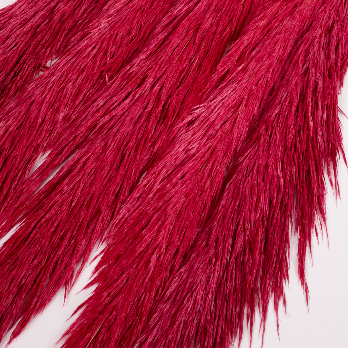 Pampas Grass, Preserved, Dark Pink, Bunch
