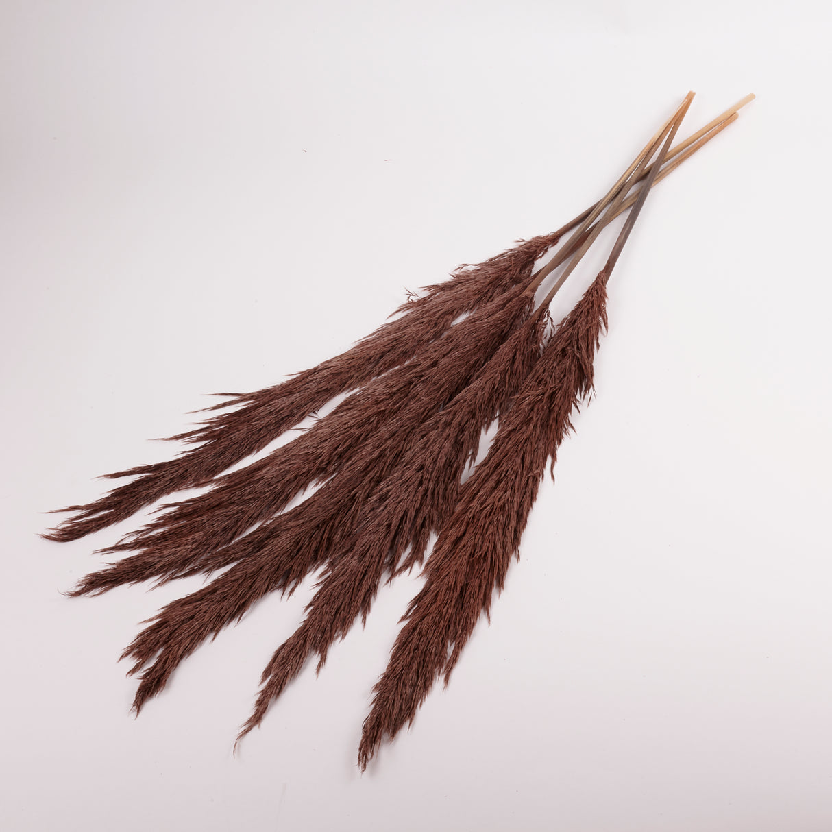 Pampas Grass, Preserved, Chocolate, Bunch