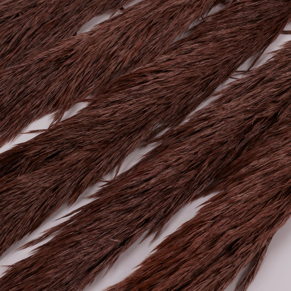 Pampas Grass, Preserved, Chocolate, Bunch