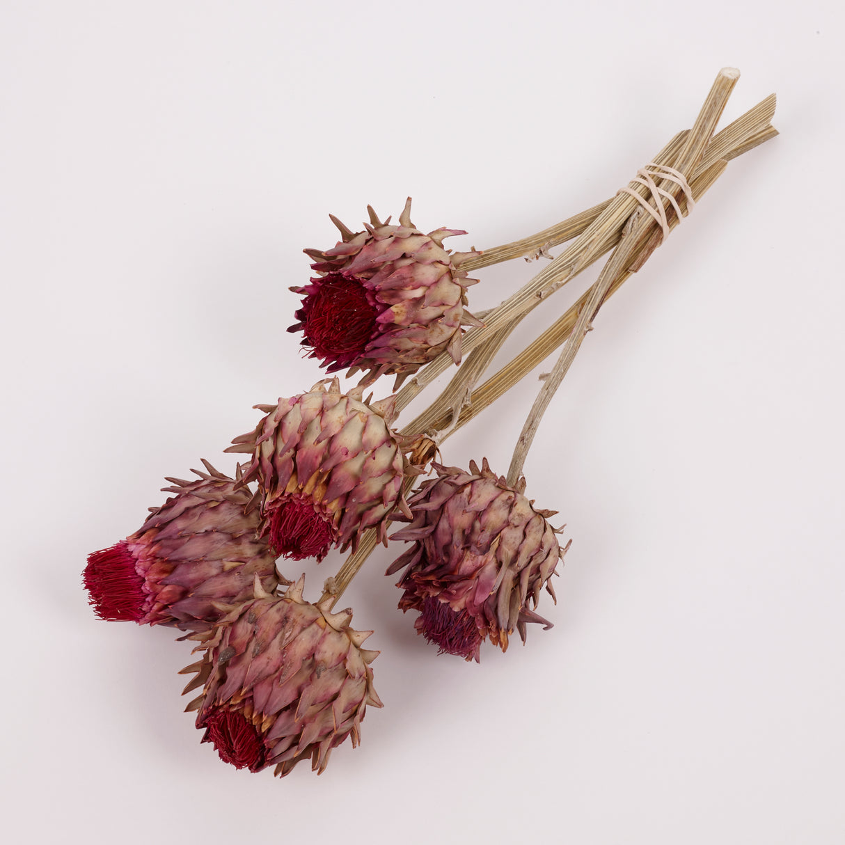Cynara, (Artichoke Flower), Dried, Small, Natural, Bunch x 5 Stems
