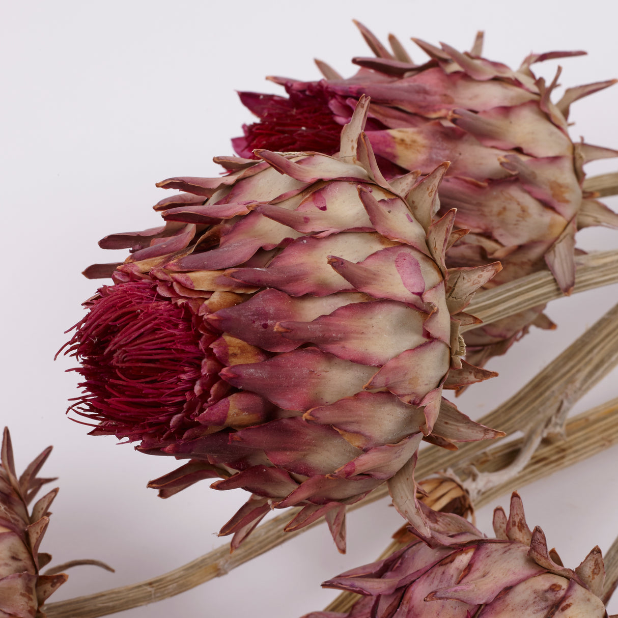 Cynara, (Artichoke Flower), Dried, Small, Natural, Bunch x 5 Stems