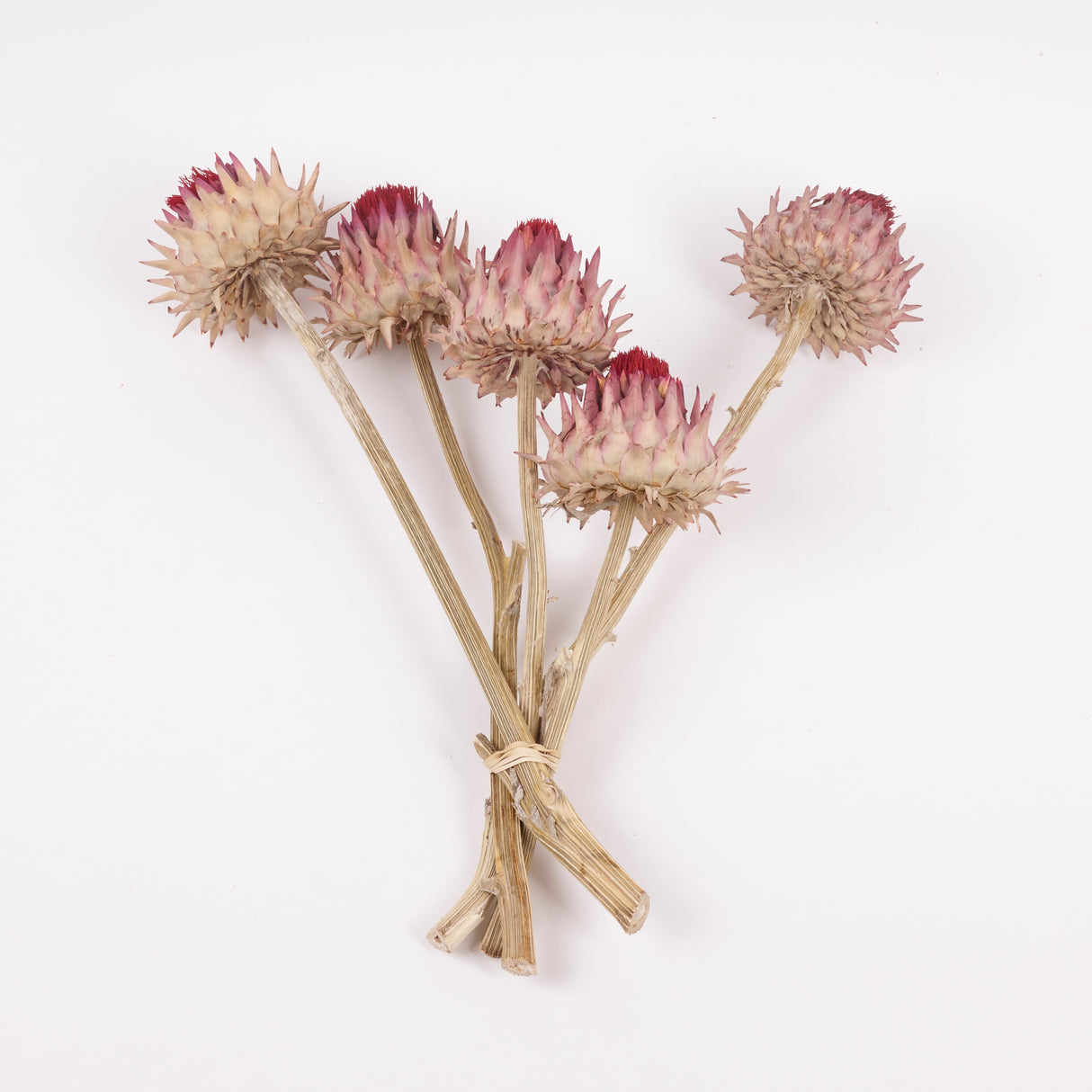 Cynara, (Artichoke Flower), Dried, Large, Natural, Bunch x 5 Stems