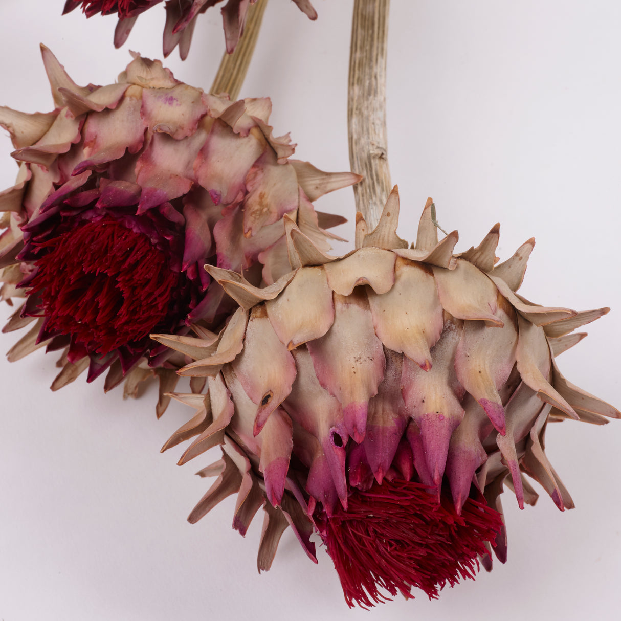 Cynara, (Artichoke Flower), Dried, Large, Natural, Bunch x 5 Stems