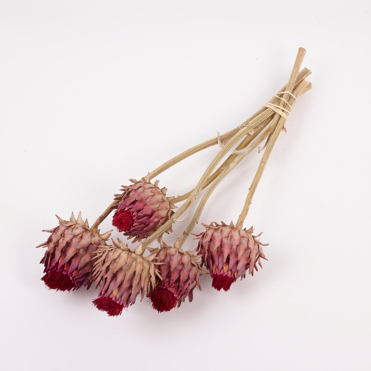 Cynara, (Artichoke Flower), Dried, Medium, Natural, Bunch x 5 Stems