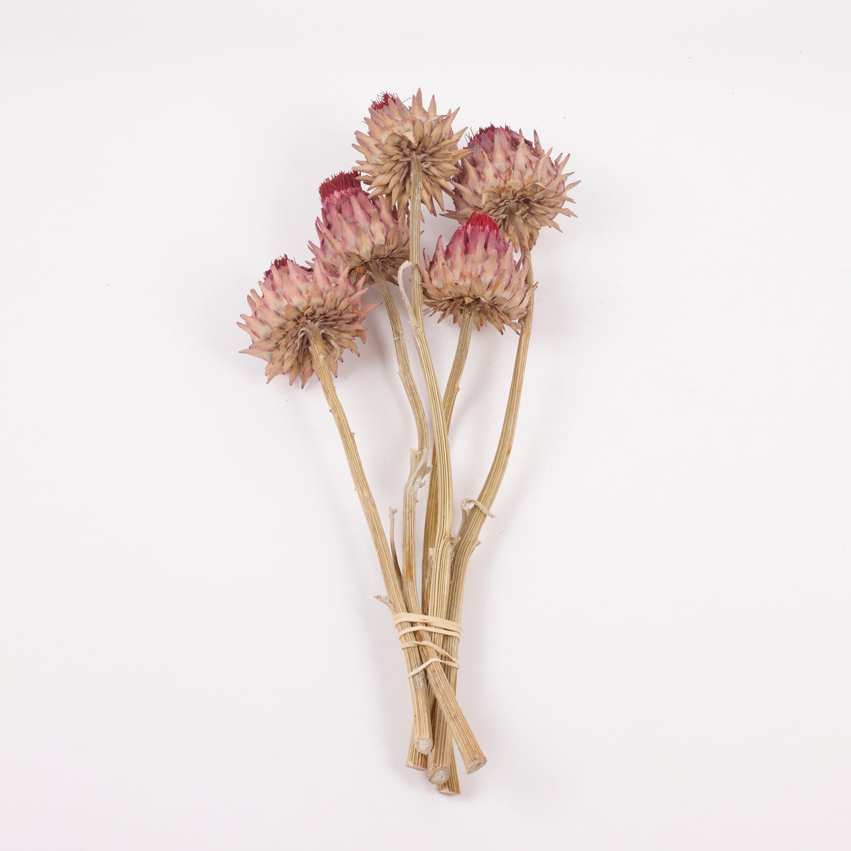Cynara, (Artichoke Flower), Dried, Medium, Natural, Bunch x 5 Stems