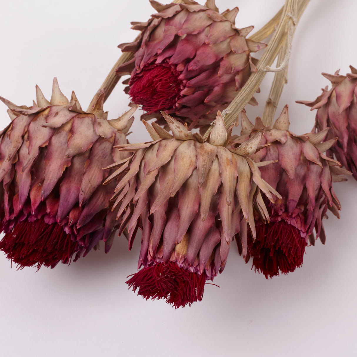 Cynara, (Artichoke Flower), Dried, Medium, Natural, Bunch x 5 Stems