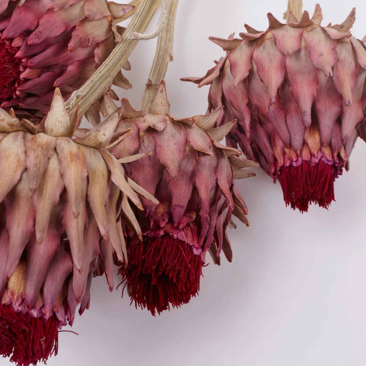 Cynara, (Artichoke Flower), Dried, Medium, Natural, Bunch x 5 Stems