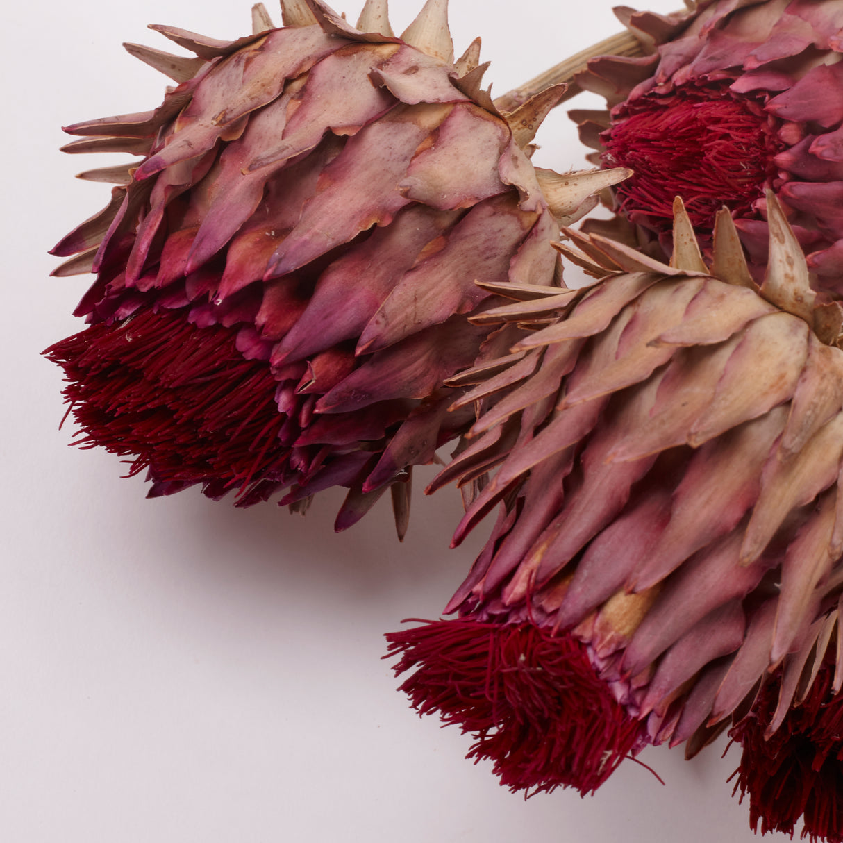 Cynara, (Artichoke Flower), Dried, Medium, Natural, Bunch x 5 Stems