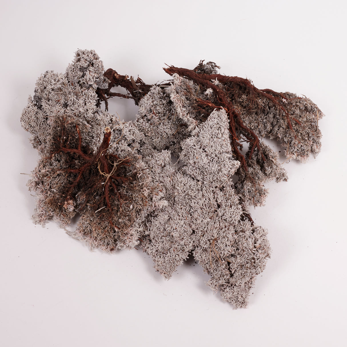 Edelweiss Lichen Twigs, 450g Box