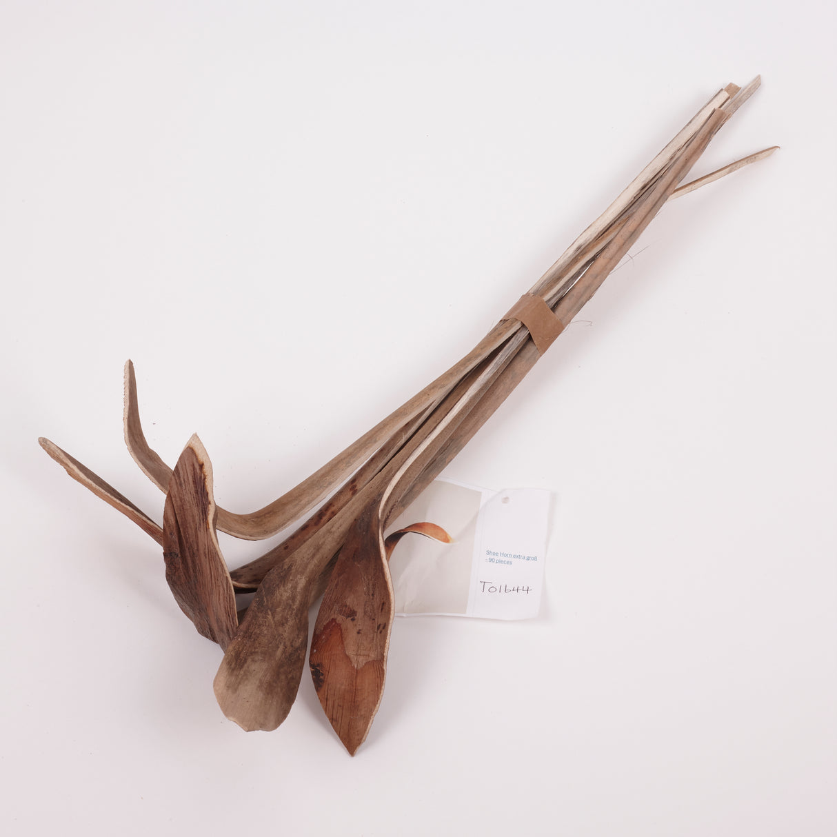 Shoe Horn, Natural & Dried, Extra Large, Bunch x 5