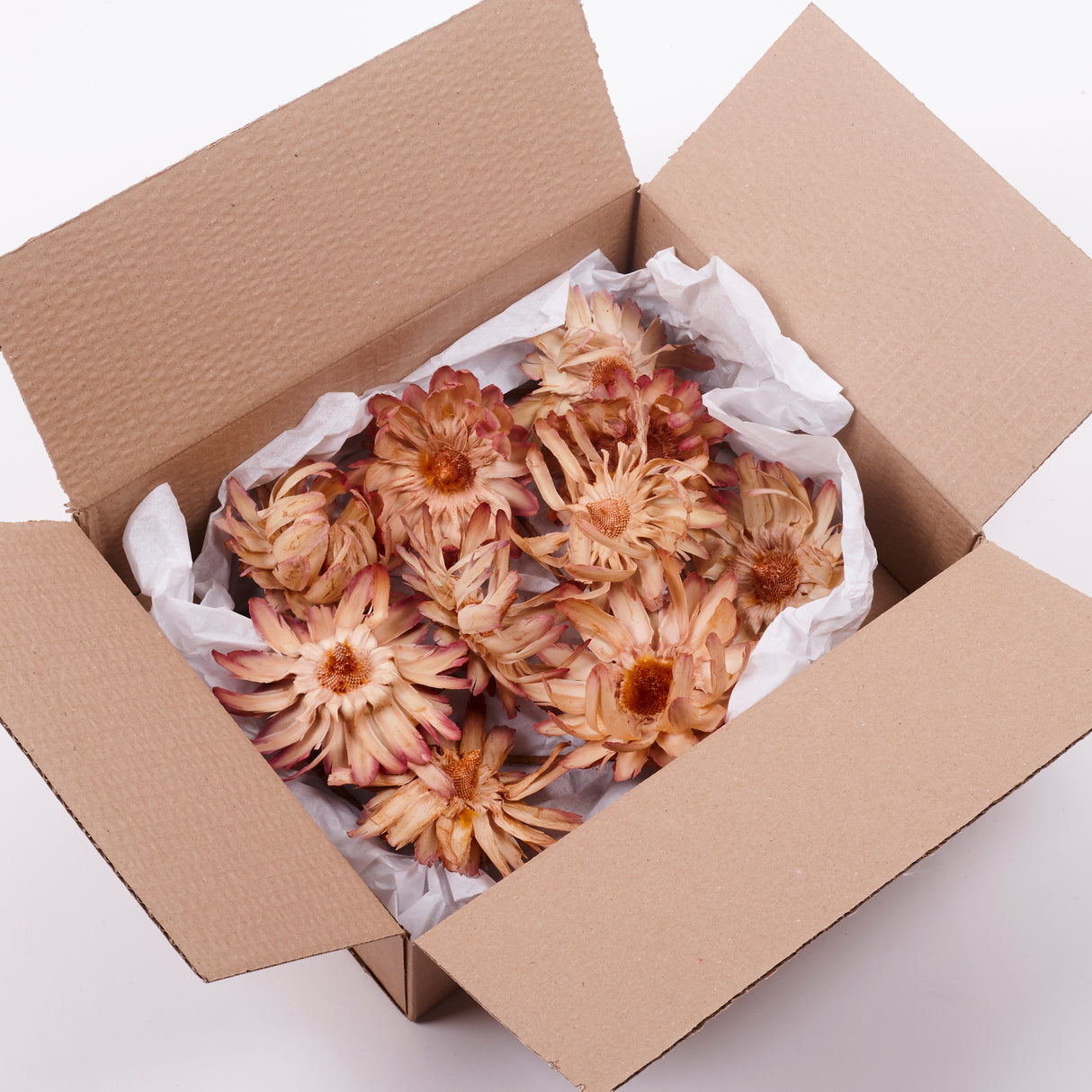 Protea Sulphurea base, Natural, Box x 10 heads