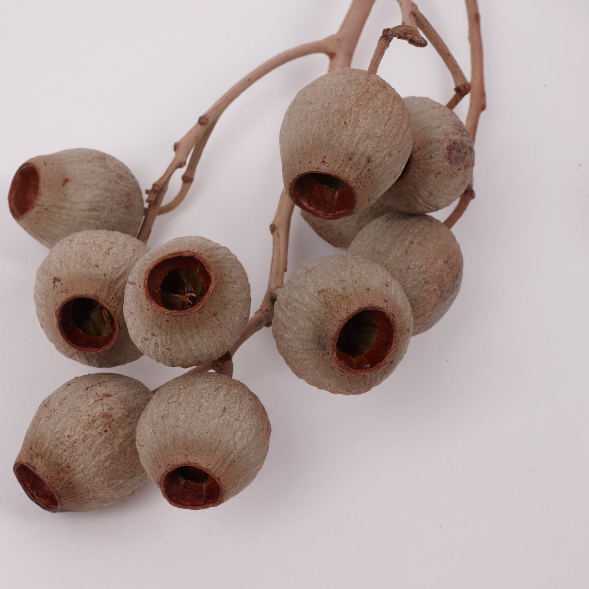 Eucalyptus Bell Gum Nuts, Bunch x 5 Stems