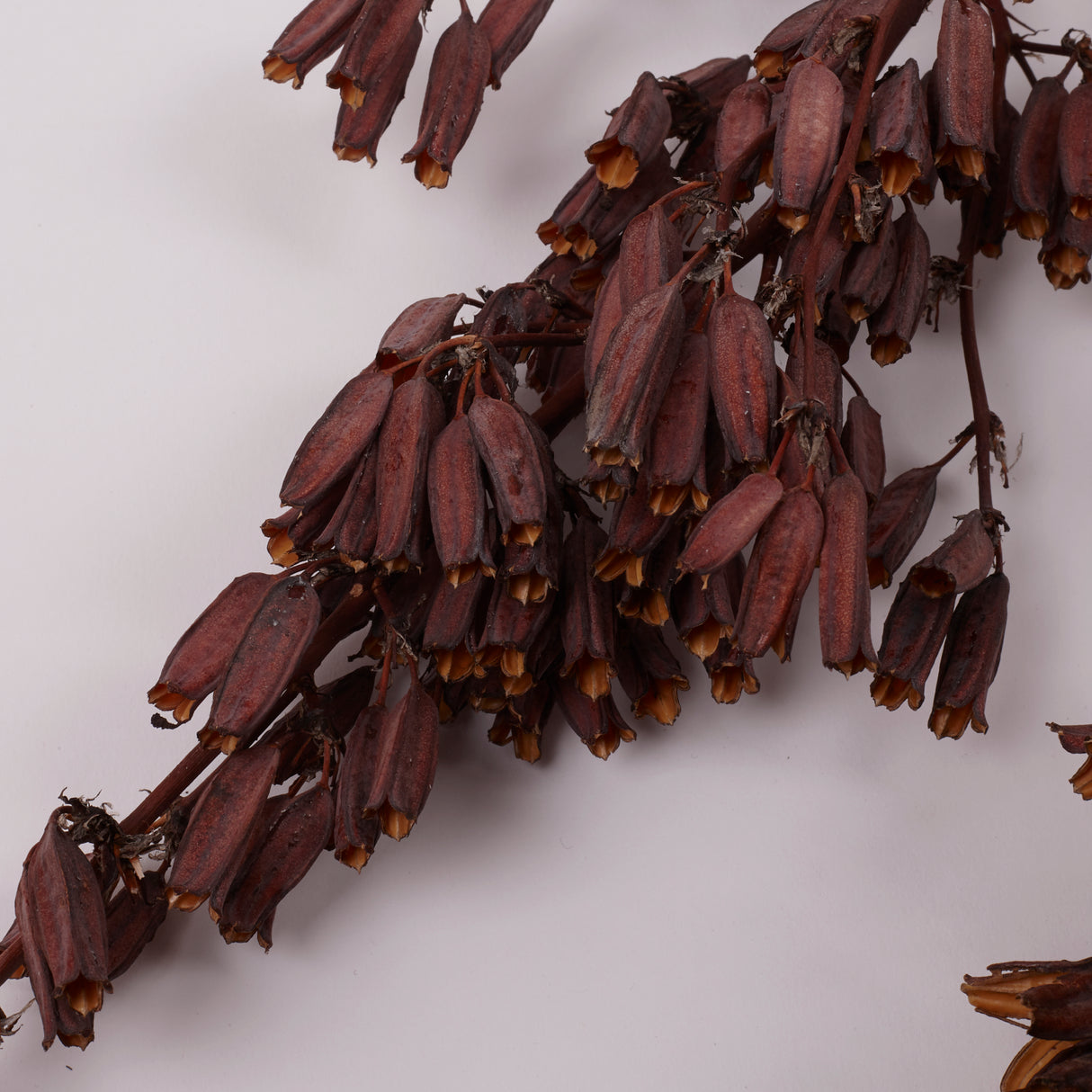 Aristea Large Pods, Natural, Bunch x 5 Stems