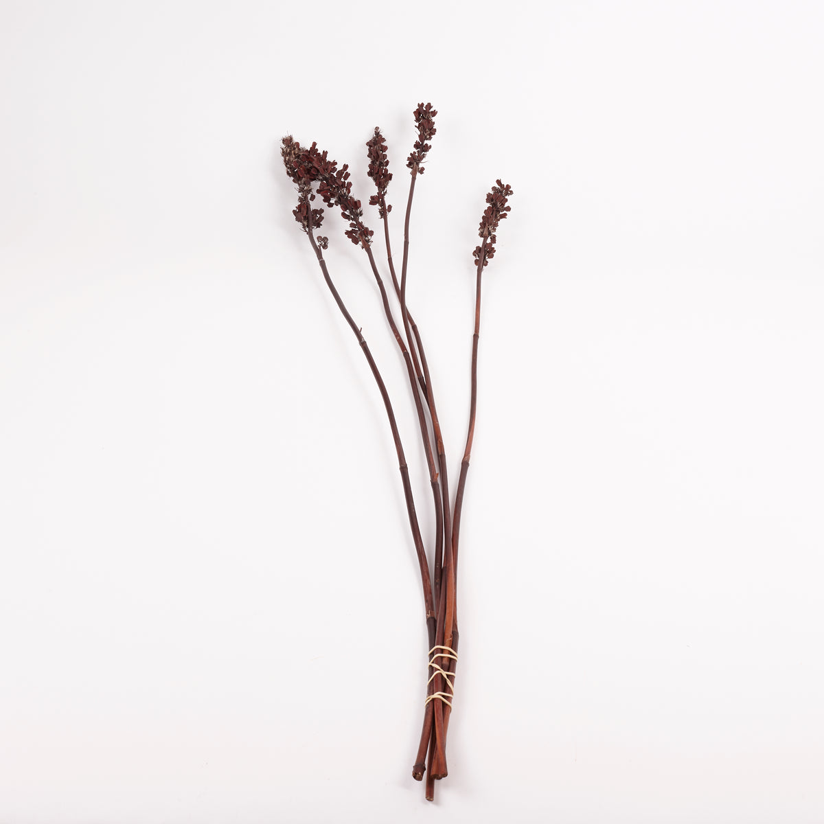 Aristea Pods, Natural, Bunch x 5 Stems