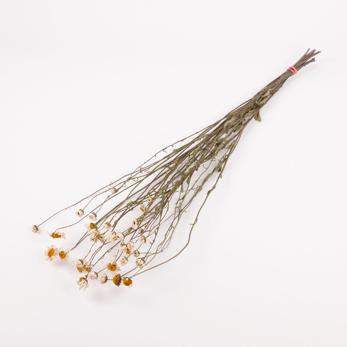 Oxeye Daisies, British, Natural & Dried, Bunch 15 Stems