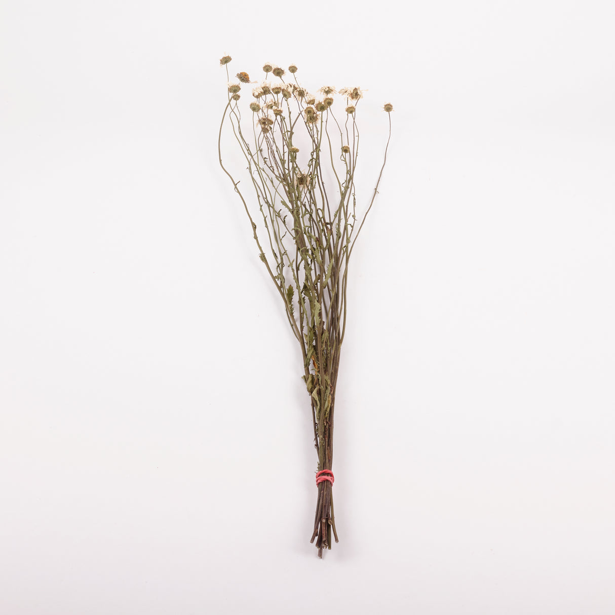 Oxeye Daisies, British, Natural & Dried, Bunch 15 Stems