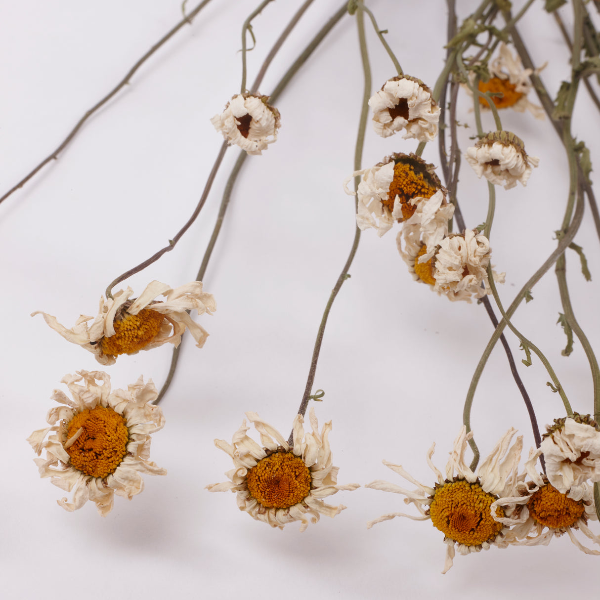 Oxeye Daisies, British, Natural & Dried, Bunch 15 Stems