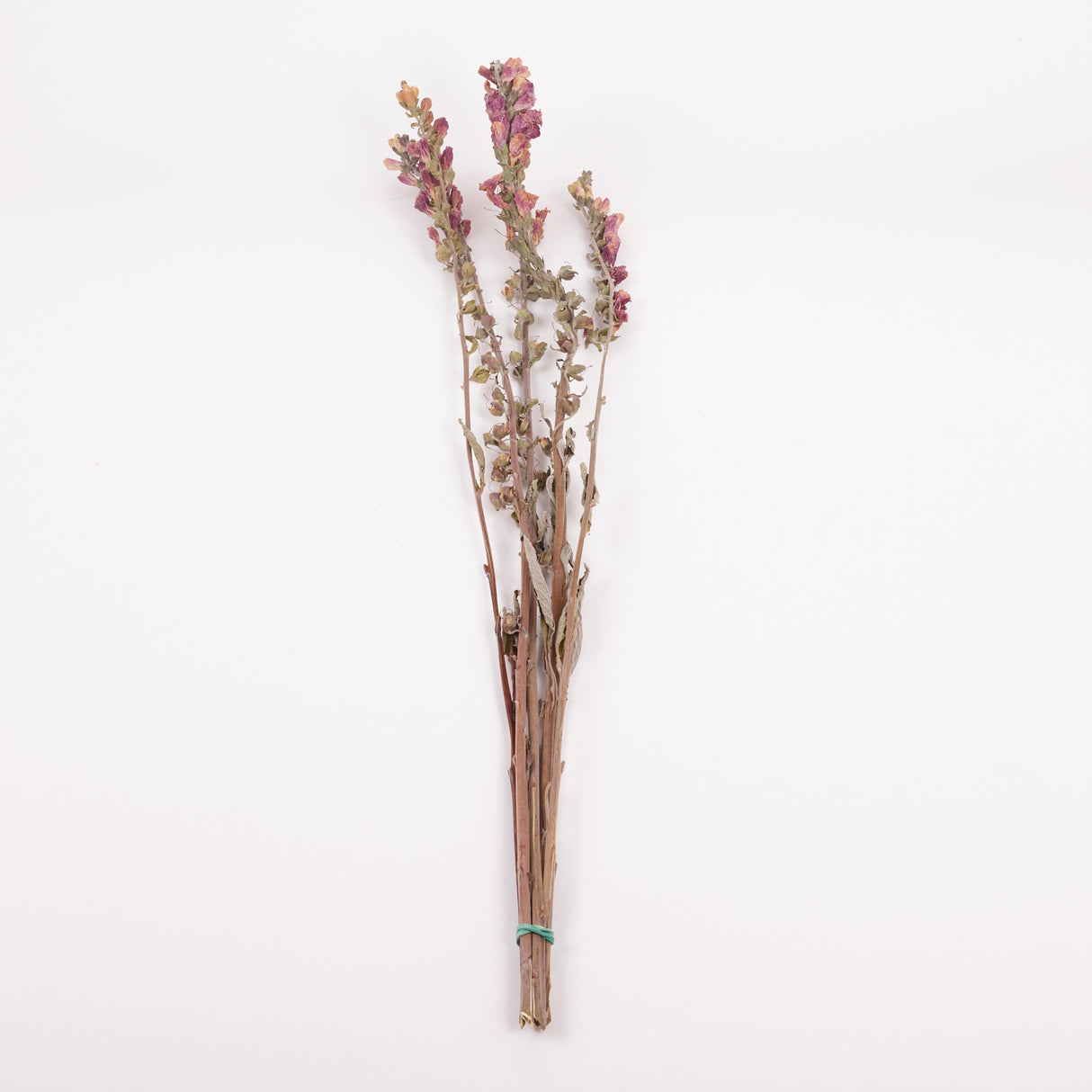 Foxgloves, British, Natural & Dried, Bunch 5 Stems