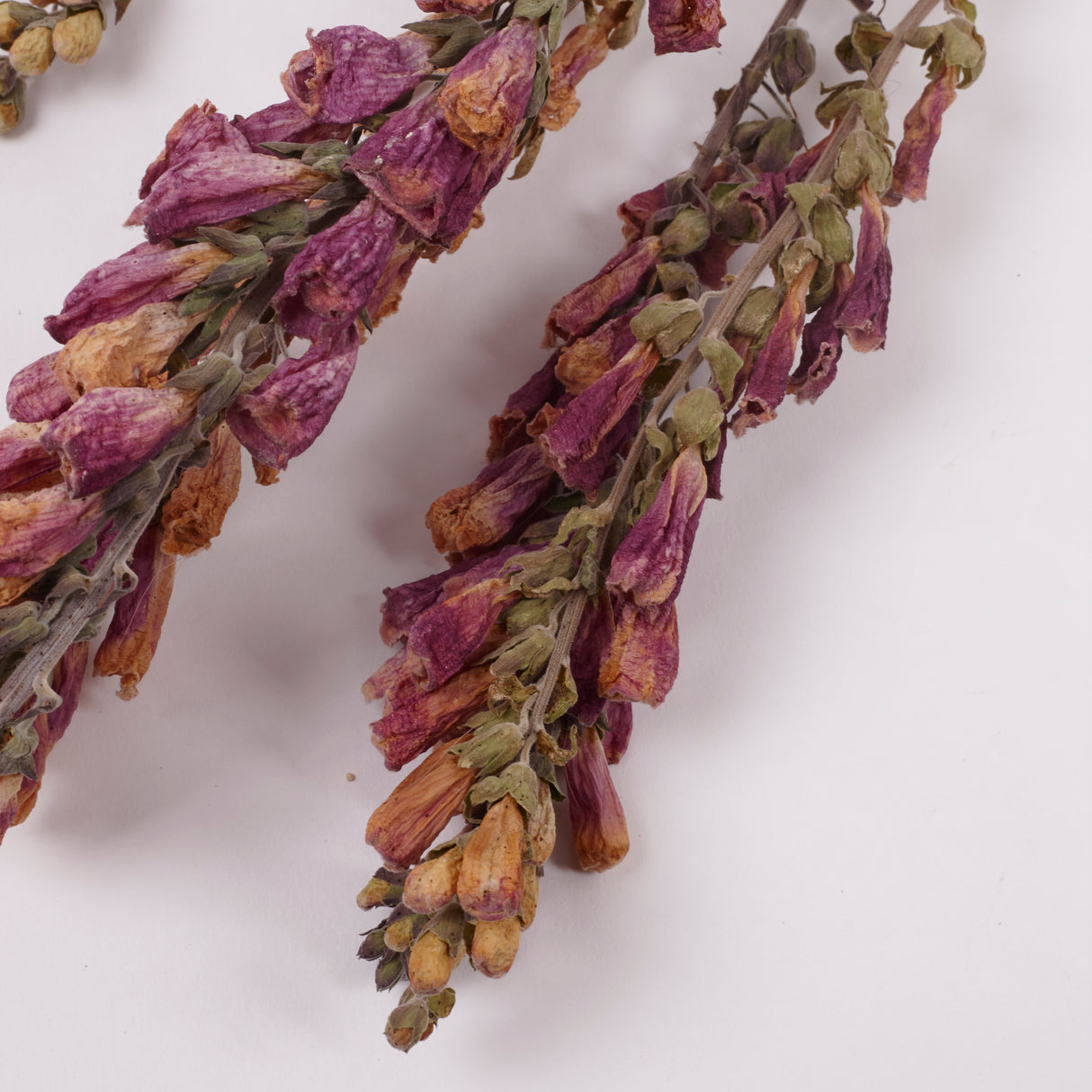 Foxgloves, British, Natural & Dried, Bunch 5 Stems