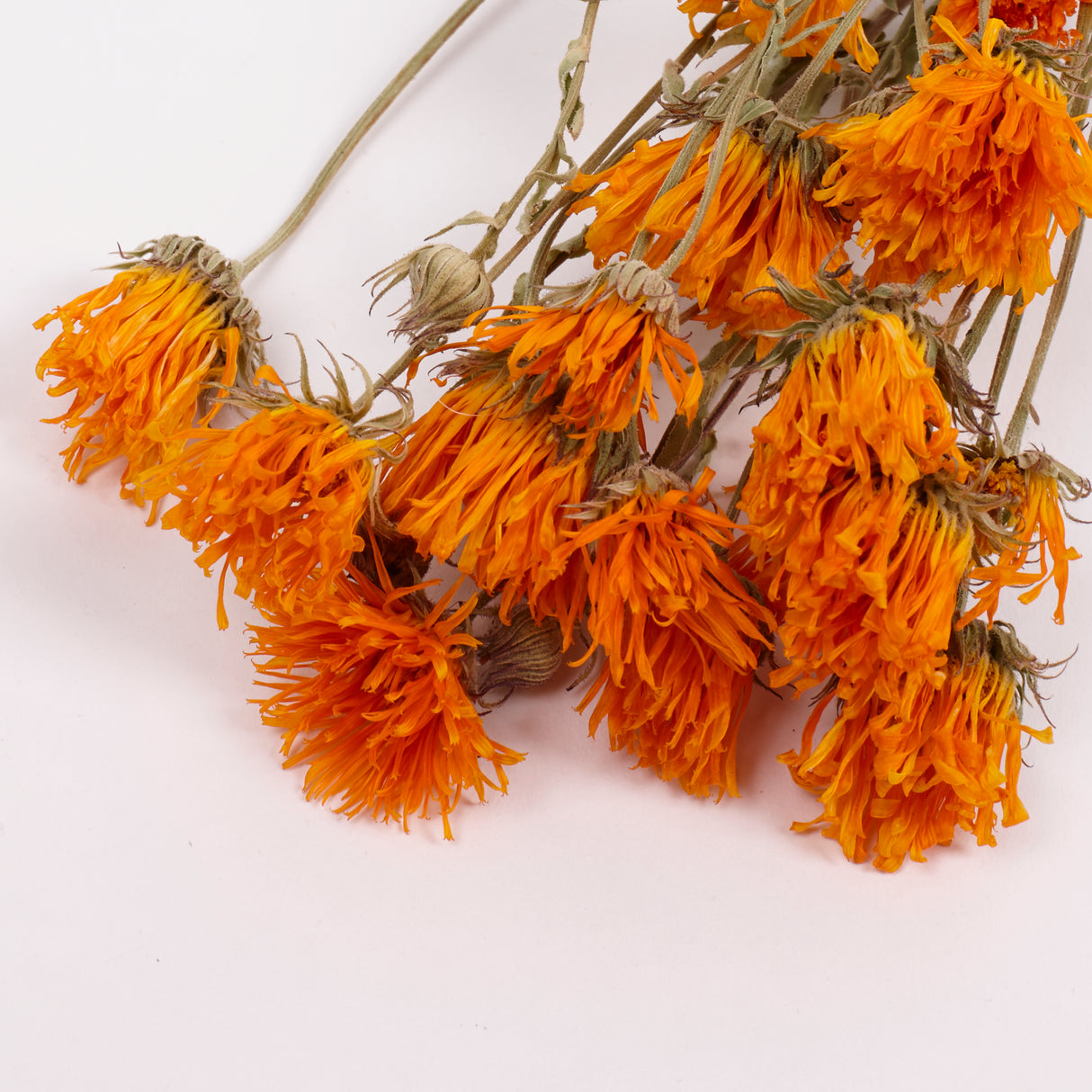 Calendula (Marigold), British, 18-30cm, Bunch x 15