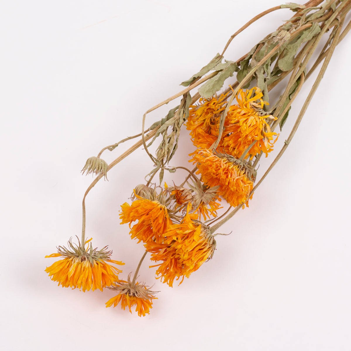 Calendula (Marigold), British, 30-40cm, Bunch x 10