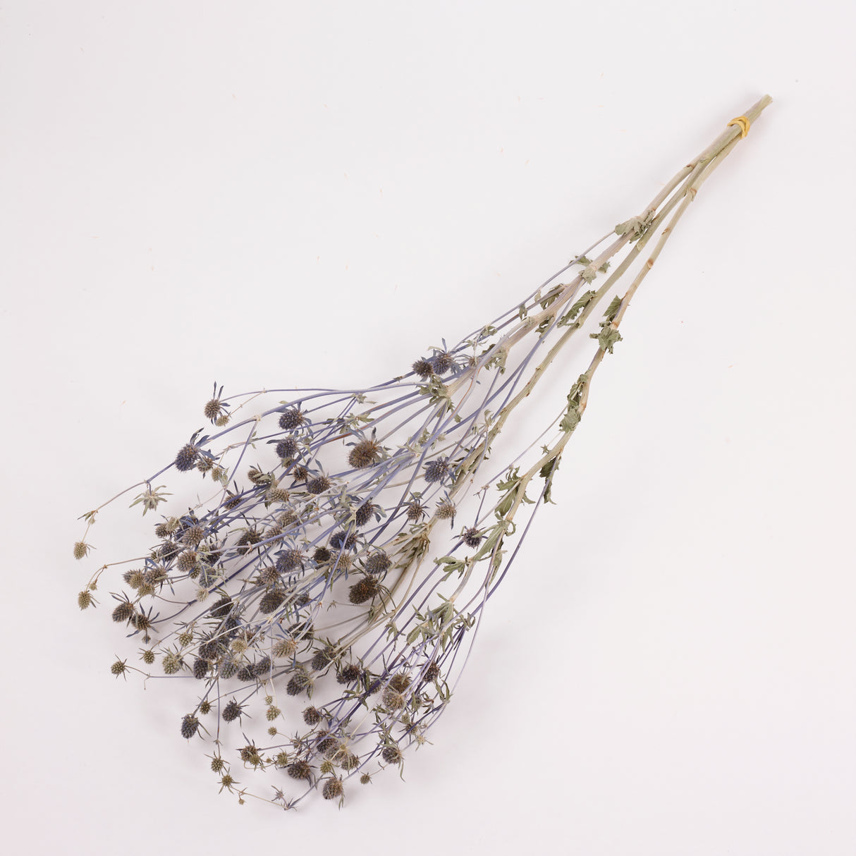 Eryngium, British, Organic, Natural Blue, Bunch