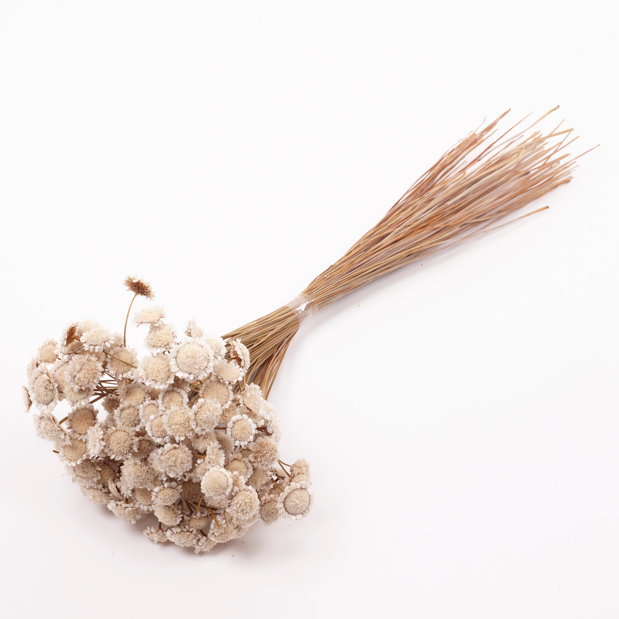 Glixia marqueritte, Dried, Natural White, 50g Bunch