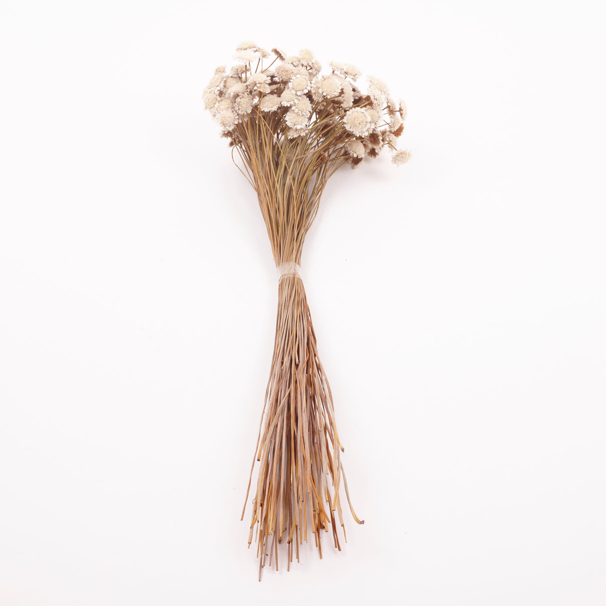 Glixia marqueritte, Dried, Natural White, 50g Bunch