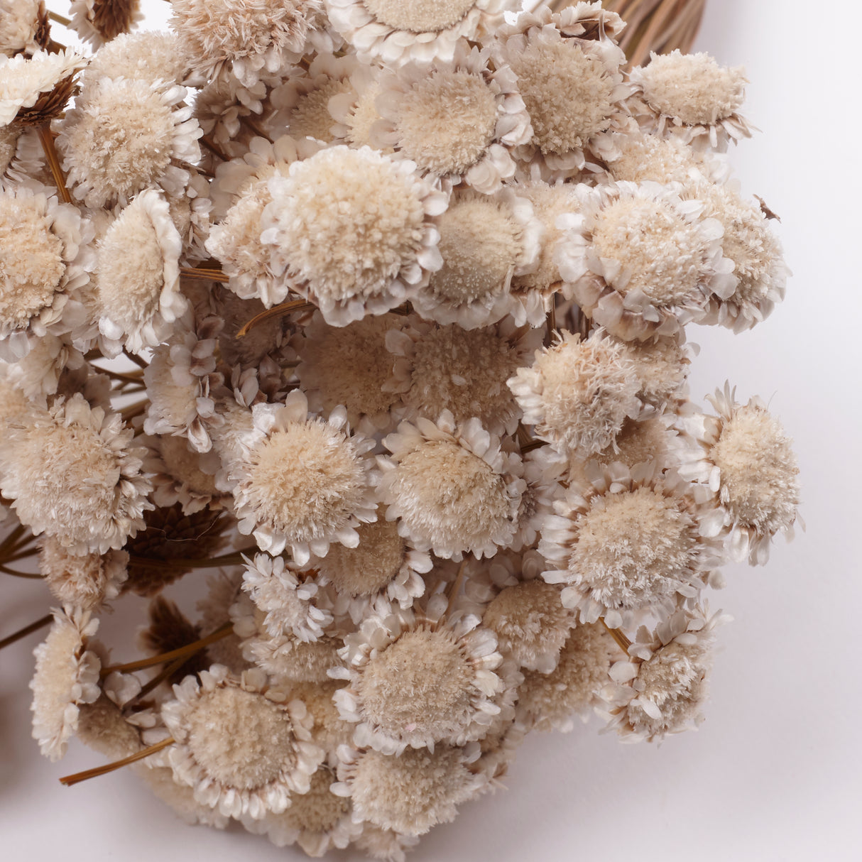 Glixia marqueritte, Dried, Natural White, 50g Bunch