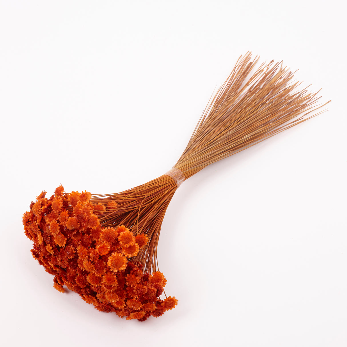 Glixia marqueritte, Dried, Orange, 50g Bunch