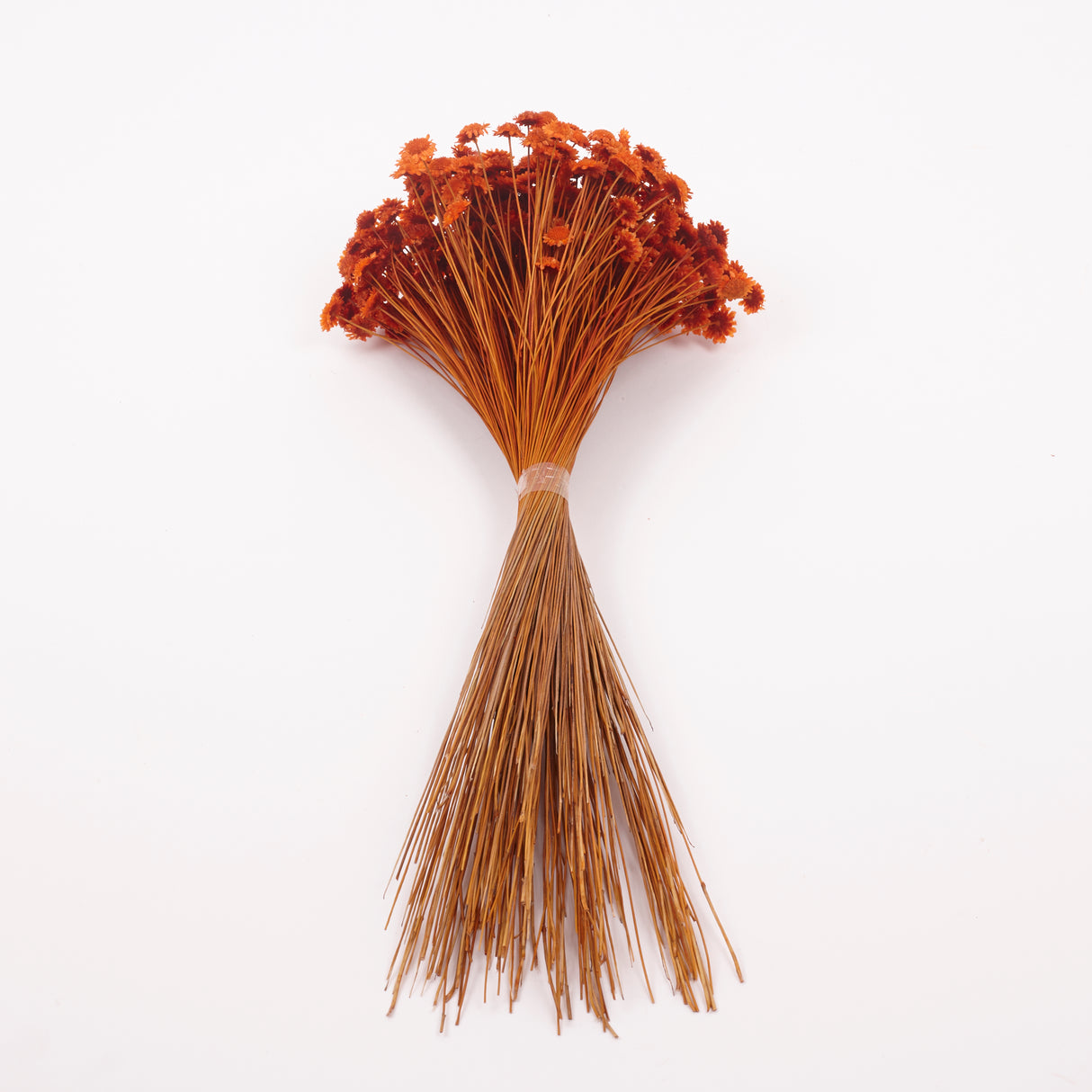 Glixia marqueritte, Dried, Orange, 50g Bunch