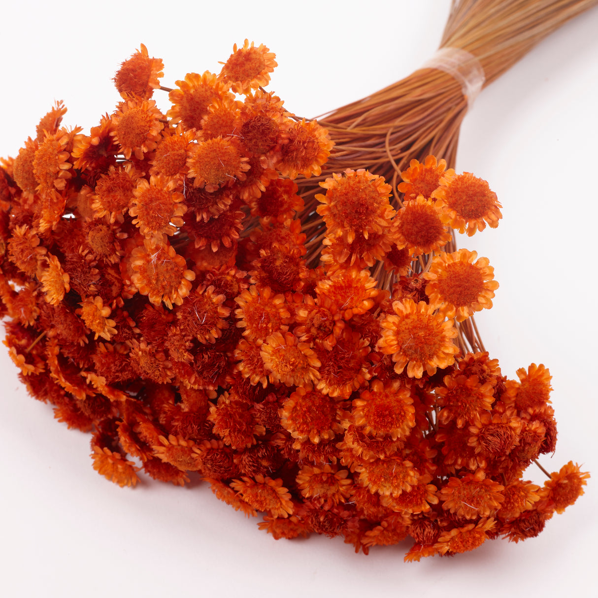 Glixia marqueritte, Dried, Orange, 50g Bunch