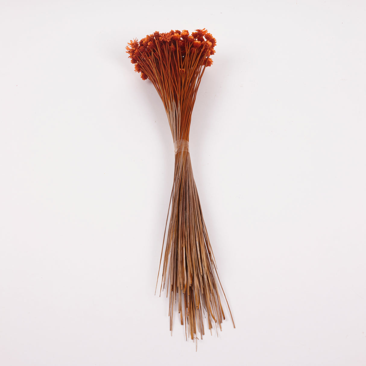 Glixia Giant, Dried, Orange, 50g Bunch