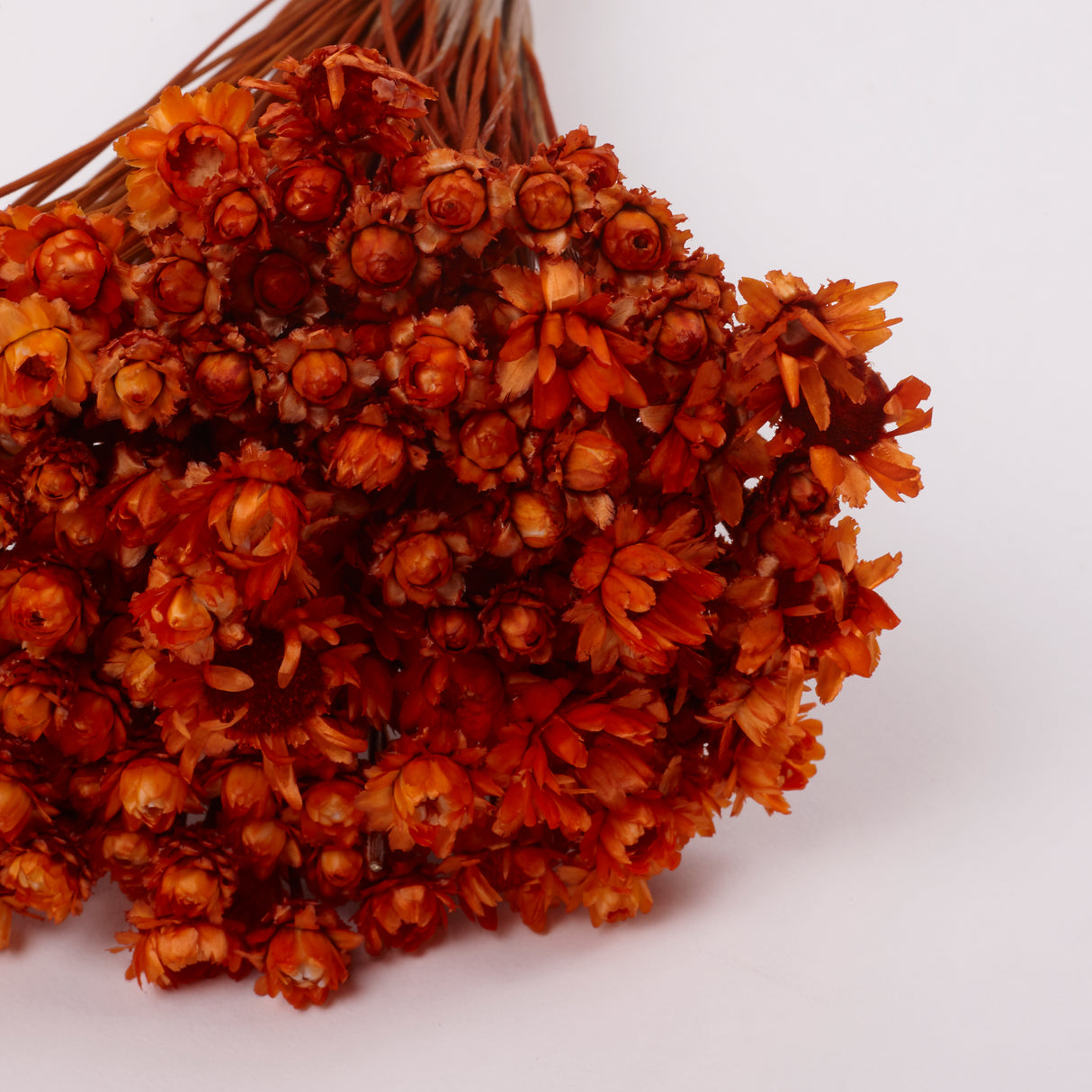 Glixia Giant, Dried, Orange, 50g Bunch