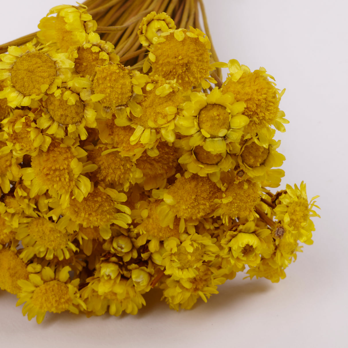 Glixia Giant, Dried, Yellow, 50g Bunch