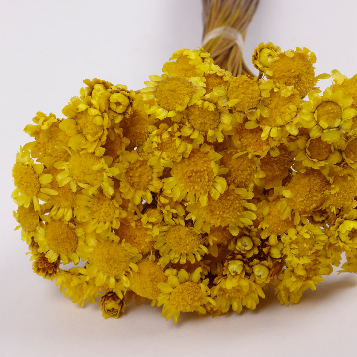 Glixia Giant, Dried, Yellow, 50g Bunch