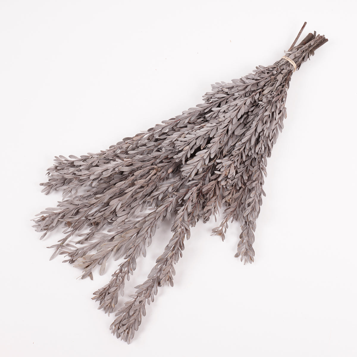 Pubescens, Preserved, Silver/White, Bunch