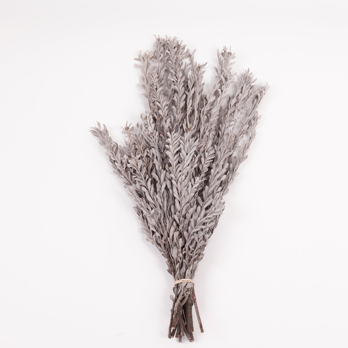 Pubescens, Preserved, Silver/White, Bunch