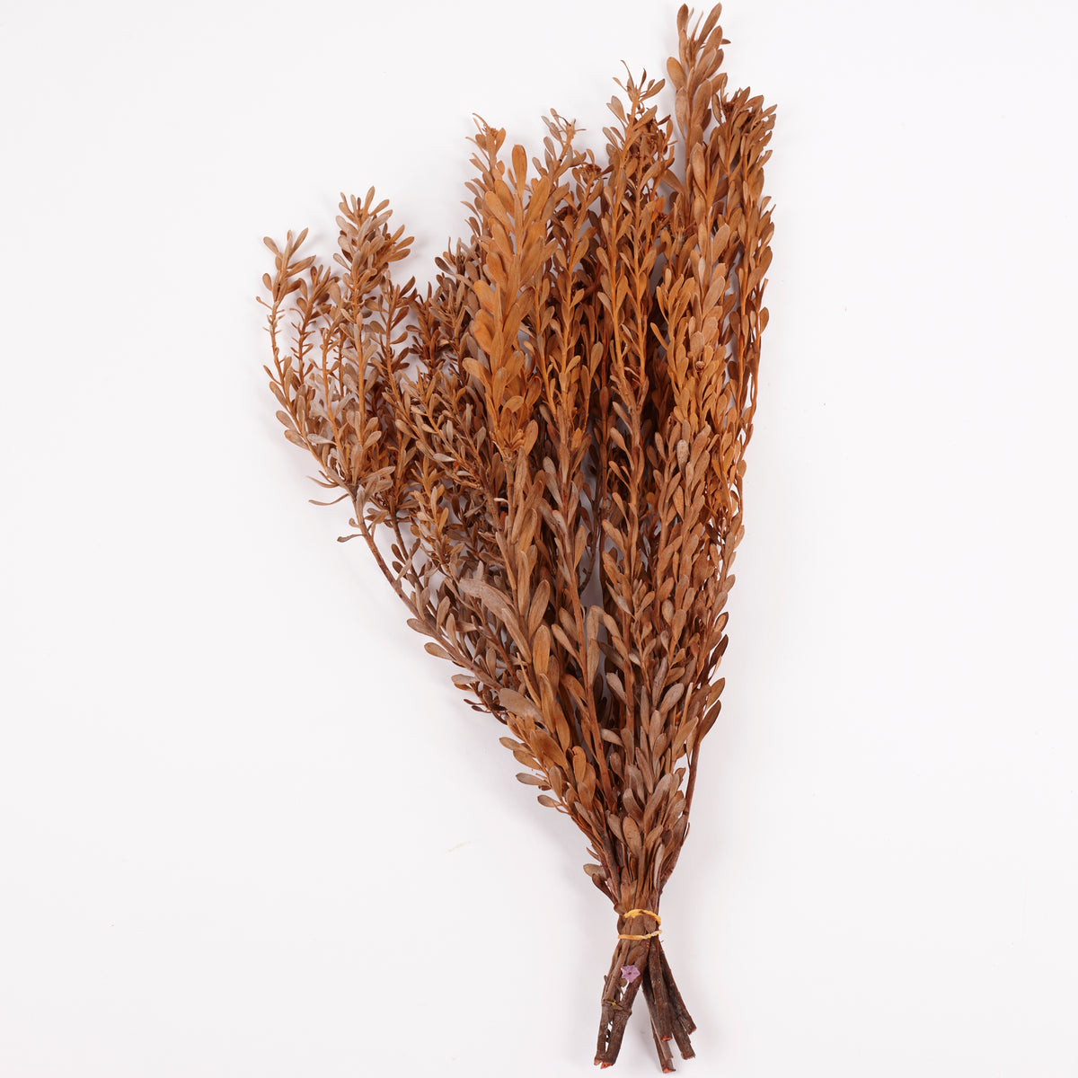 Pubescens, Preserved, Terracotta, Bunch