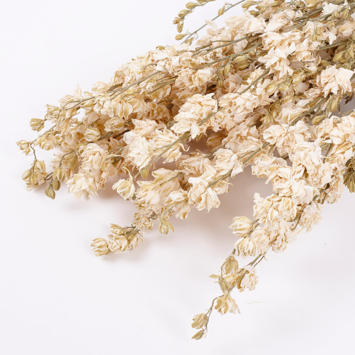 Delphinium Flowers, Dried, Natural White