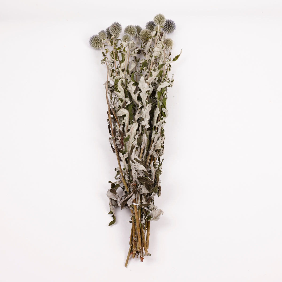 Echinops, (Globe Thistles), Dried, Natural Blue